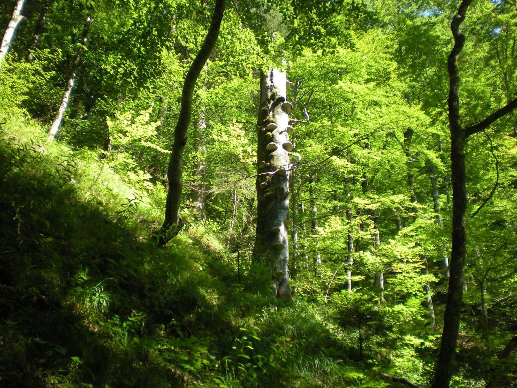 Gaestehaus Schroeder Ruhpolding Exteriör bild